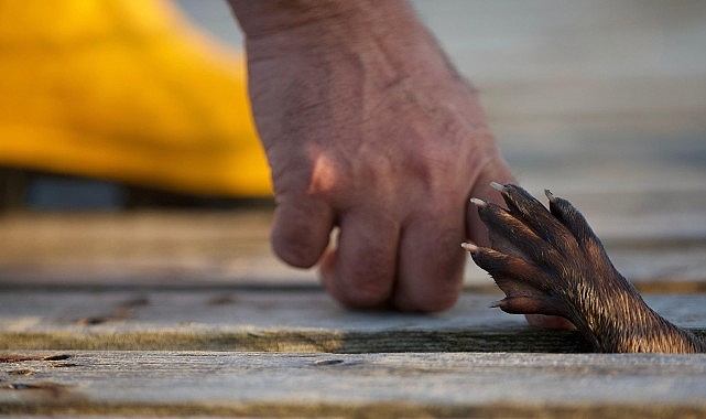 ‘Billy ve Molly: Apayrı Bir Sevginin Hikayesi’ 26 Mayıs Pazar 21.00’de National Geographic Ekranlarında