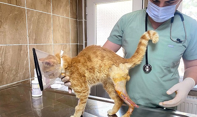 Canlarımıza Yeterli Bakıyor ve Onları Tedavi Ediyoruz