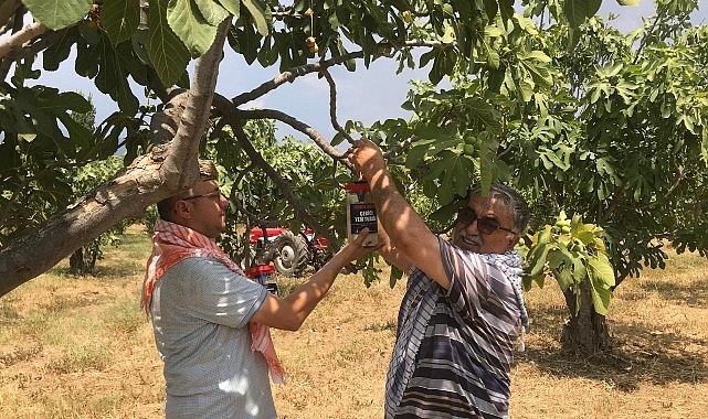 Büyükşehir Ödemiş’te 4 bin 500 ekşilik böceği tuzağı dağıttı İncirde ekşilik böceği ile doğal uğraş
