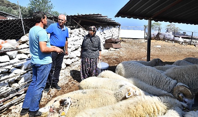 Merasız kalan hayvanlar yem takviyesiyle yaşama tutundu Büyükşehir yangından etkilenen köylerin yaralarını sarıyor