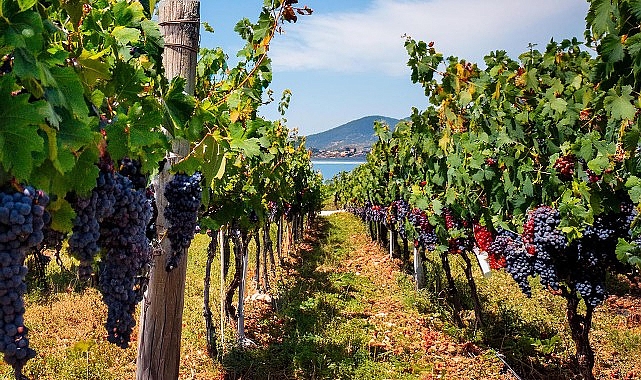 Eylül Ayında Avşa Adası’nda Düzenlenen Ada Karası Üzüm Hasadı Günleri Ağır İlgi Görüyor