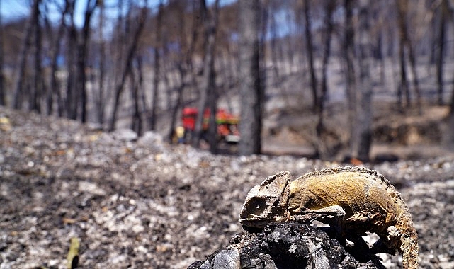İzmir son 20 yılın en kuvvetli yazını geçirdi