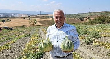 Nilüfer Konaklı’daki kavun üretimi iki kat arttı
